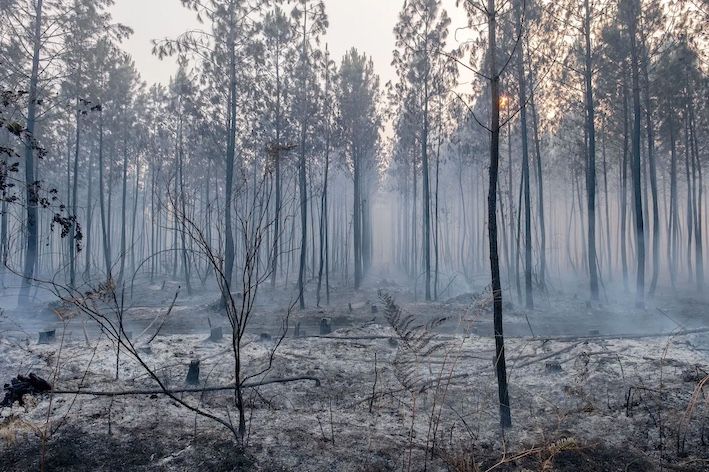 COLLECTE POUR LES LANDES - La Fondation du patrimoine au secours de la forêt
